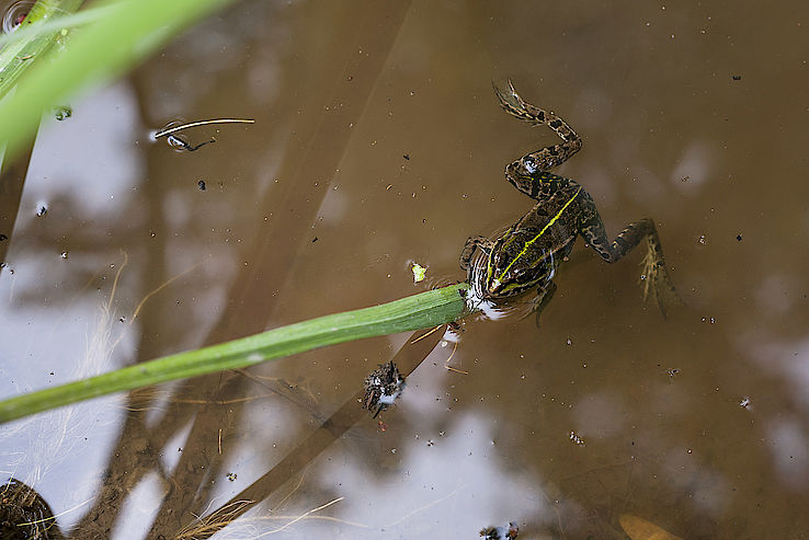 A frog in the pond