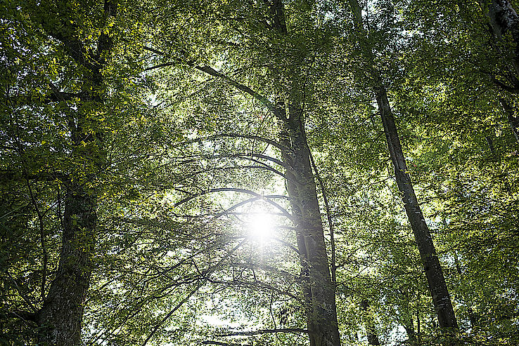 Wald hinter dem Teich