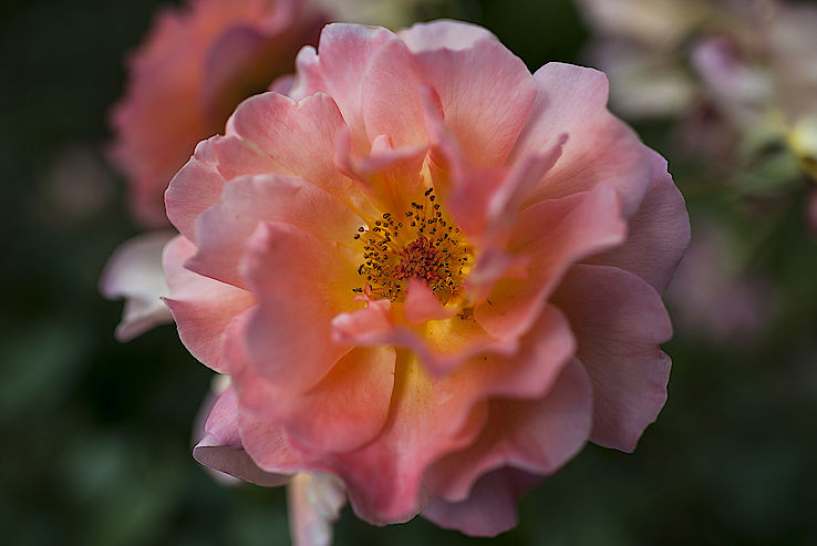 Flowers in her garden in Küsnacht