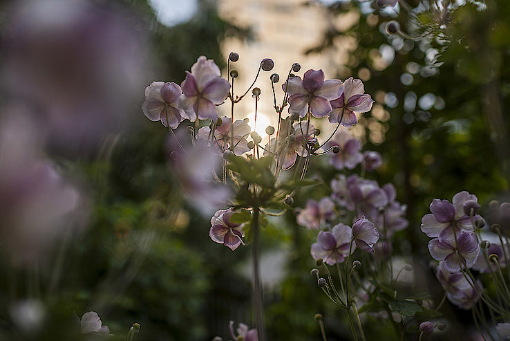 Flowers in her garden in Küsnacht